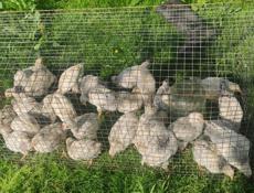 Продаю цыплят петушков им 1.5 месяца