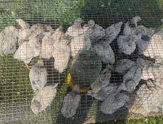 Продаю цыплят петушков им 1.5 месяца