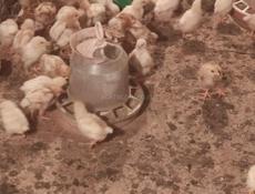 Продаю цыплят несушек им 19 дней 