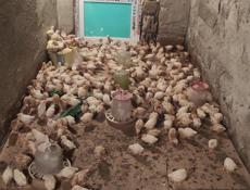 Продаю цыплят несушек им 19 дней 