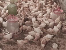 Продаю цыплят несушек им 19 дней 