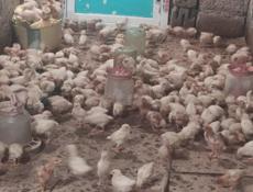 Продаю цыплят несушек им 19 дней 