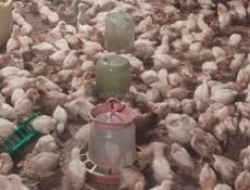 Продаю цыплят несушек им 19 дней 