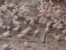 Продаю цыплят несушек им 19 дней 