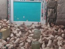 Продаю цыплят несушек им 19 дней 