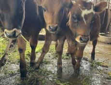 Бычок бычки 