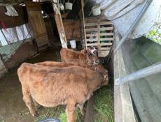 Бычок бычки 