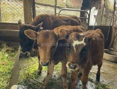 Бычок бычки 