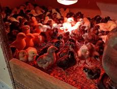 Продаются цыплята двухнедельные 