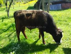 Продаётся бычок 55 кг. 