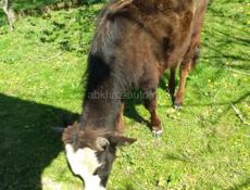 Продаётся бычок 55 кг. 