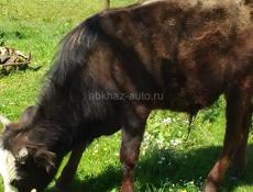 Продаётся бычок 55 кг. 