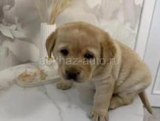 ЩЕНКИ ЛАБРАДОРА 