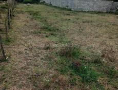 Земля в Пицунде