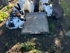 Продаются кролики 