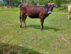 Продою телят.