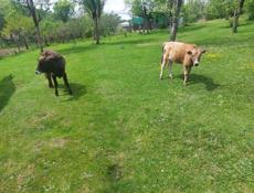 Продою телят.