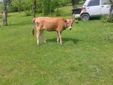 Продою телят.