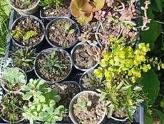 Продаю комнатные растения  Отдам по 100 р каждую  Торопитесь , количество ограничено... Звонить или писать на Вотсапп 7752026