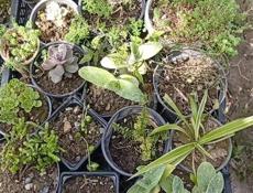 Продаю комнатные растения  Отдам по 100 р каждую  Торопитесь , количество ограничено... Звонить или писать на Вотсапп 7752026