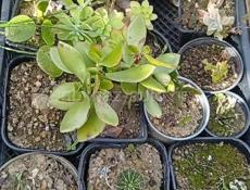 Продаю комнатные растения  Отдам по 100 р каждую  Торопитесь , количество ограничено... Звонить или писать на Вотсапп 7752026