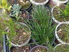 Продаю комнатные растения  Отдам по 100 р каждую  Торопитесь , количество ограничено... Звонить или писать на Вотсапп 7752026