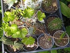 Продаю комнатные растения  Отдам по 100 р каждую  Торопитесь , количество ограничено... Звонить или писать на Вотсапп 7752026