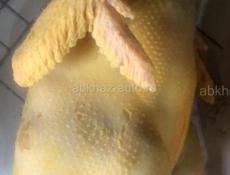 Ощипываю и потрошу под заказ: кур, уток, индюков, гусей, цесарок, перепелов. 