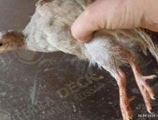 Продаю Трëхнедельных  цесарят крупных. 