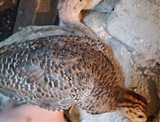 Продаю Трëхнедельных  цесарят крупных. 