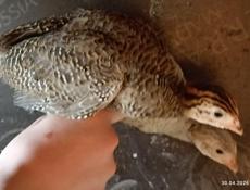 Продаю Трëхнедельных  цесарят крупных. 