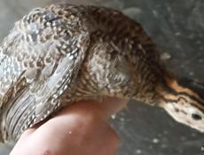 Продаю Трëхнедельных  цесарят крупных. 