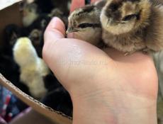 Продаются китайские цыплята 