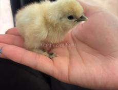 Продаются китайские цыплята 