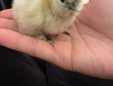 Продаются китайские цыплята 