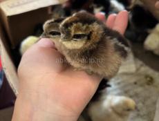 Продаются китайские цыплята 