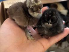 Продаются китайские цыплята 