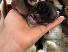 Продаются китайские цыплята 