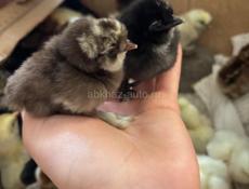 Продаются китайские цыплята 