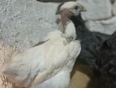 Цыплята  месячные микс мясо яичных пород. 