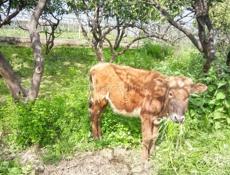 Телка молочная порода  Возраст один год  Цена 25 т