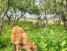 Телка молочная порода  Возраст один год  Цена 25 т