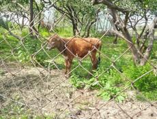 Телка молочная порода  Возраст один год  Цена 25 т