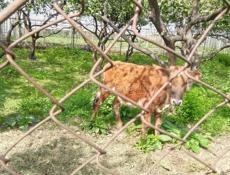 Телка молочная порода  Возраст один год  Цена 25 т