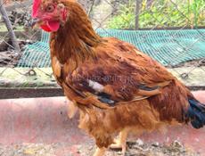 Продаю 2 месячных петушков вес от 2500кг до 3000 в наличии 9штук