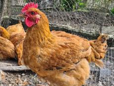 Продаю 2 месячных петушков вес от 2500кг до 3000 в наличии 9штук