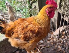 Продаю 2 месячных петушков вес от 2500кг до 3000 в наличии 9штук