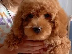 Пудель миниатюрный
