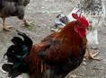 Продам Петухов