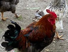 Продам Петухов